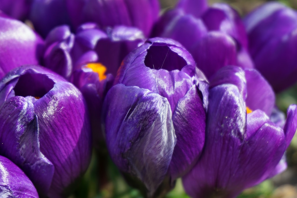 Bukowina Tatrzańska wiosną ? dlaczego kwiecień i maj to najlepszy czas na Podhale? (art. sponsorowany)