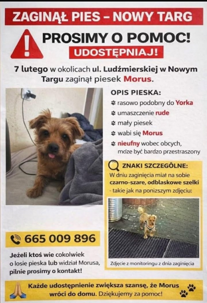 Na ulicy Ludźmierskiej zaginął pies