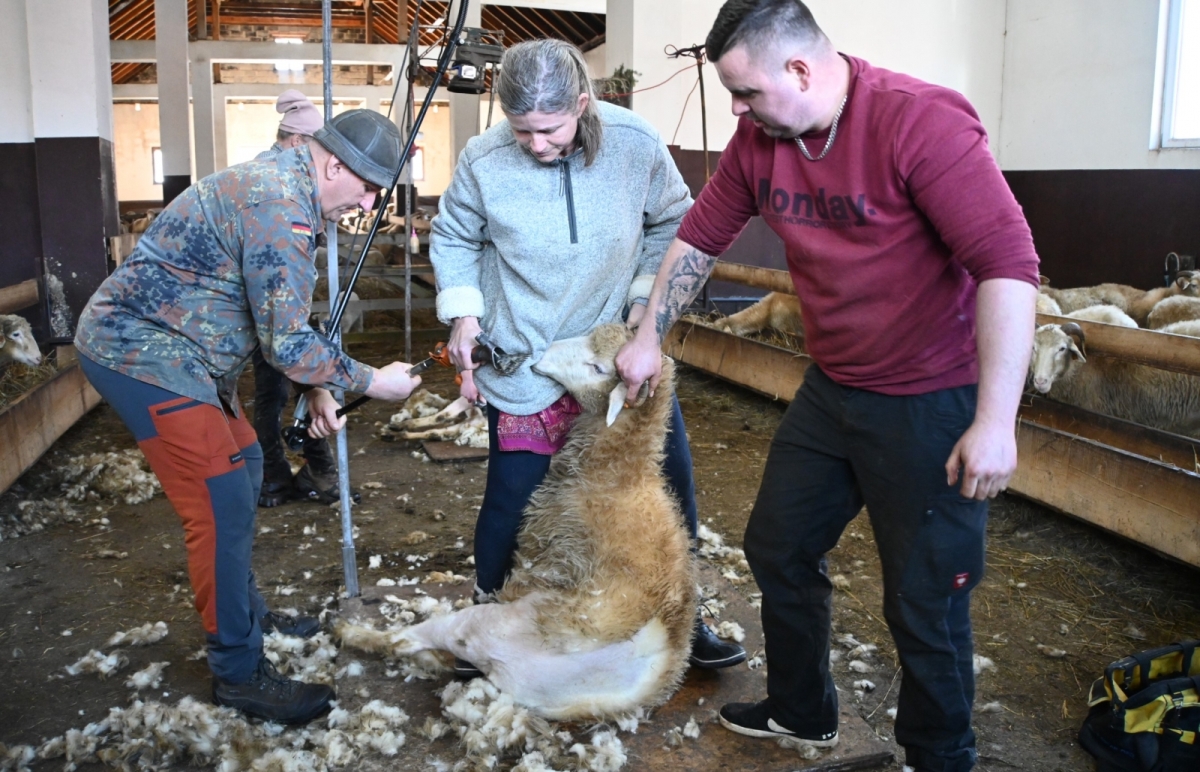 "Owce można strzyc choć jako" - mówi słowacki mistrz strzyżenia owiec. Za nami kurs w Skrzypnem (film, zdjęcia)